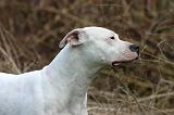 DOGUE ARGENTIN 474